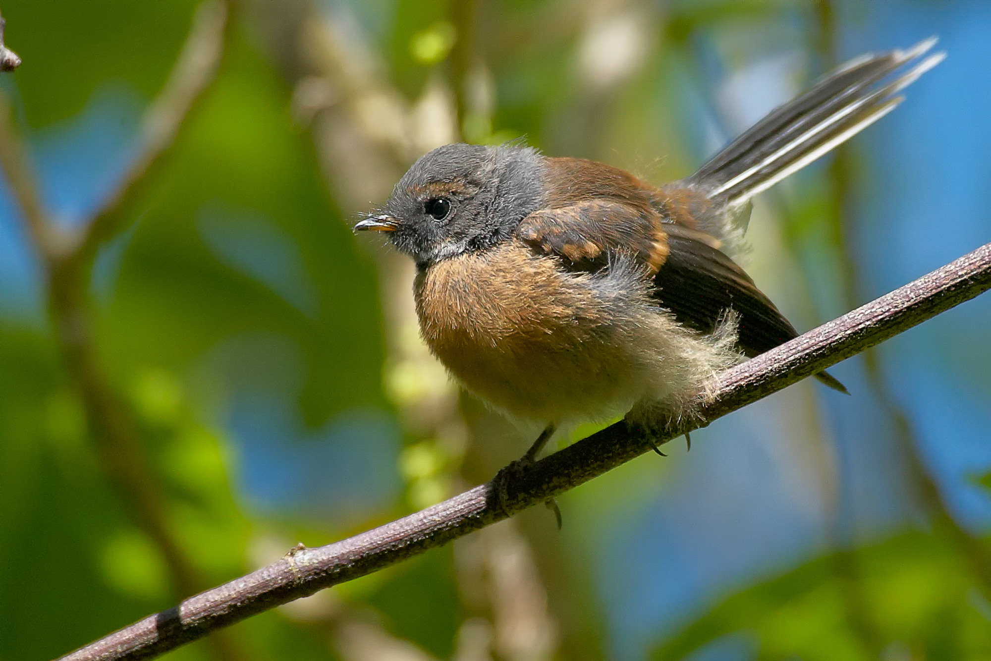 fantail in the Wenderholm regional park, New Zealand